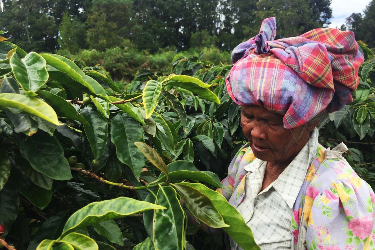 Kopi, salah satu tanaman warga di Humbahas. Selain bertani sayur mayur, warga juga tanam kopi dan deres getah kemenyan. Foto: Barita News Lumbanbatu/ Mongabay Indonesia