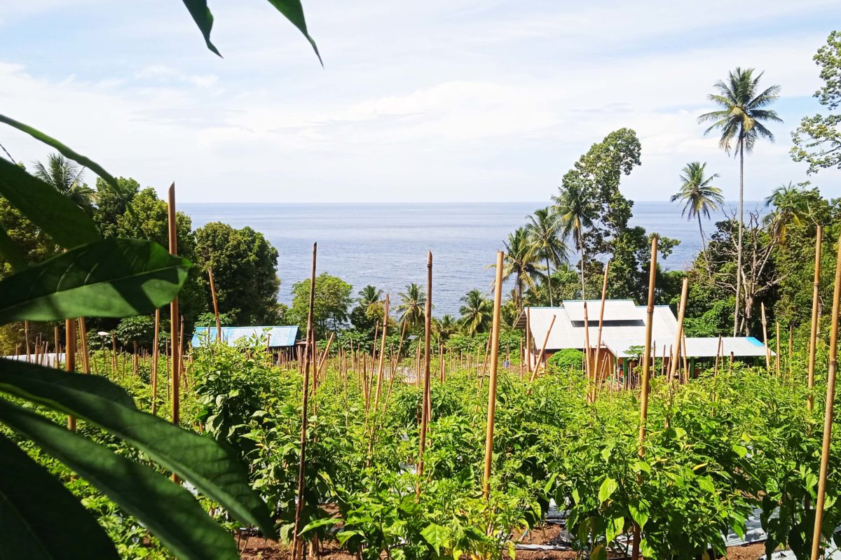 Kebun cabai organik di Kota Ternate. Fotp: Mahmud Ichi/ Mongabay Indonesia