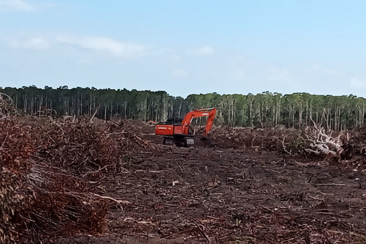 Alat berat perusahaan dan hutan Merauke yang terbabat. Foto: Koalisis organisasi masyarakat sipil