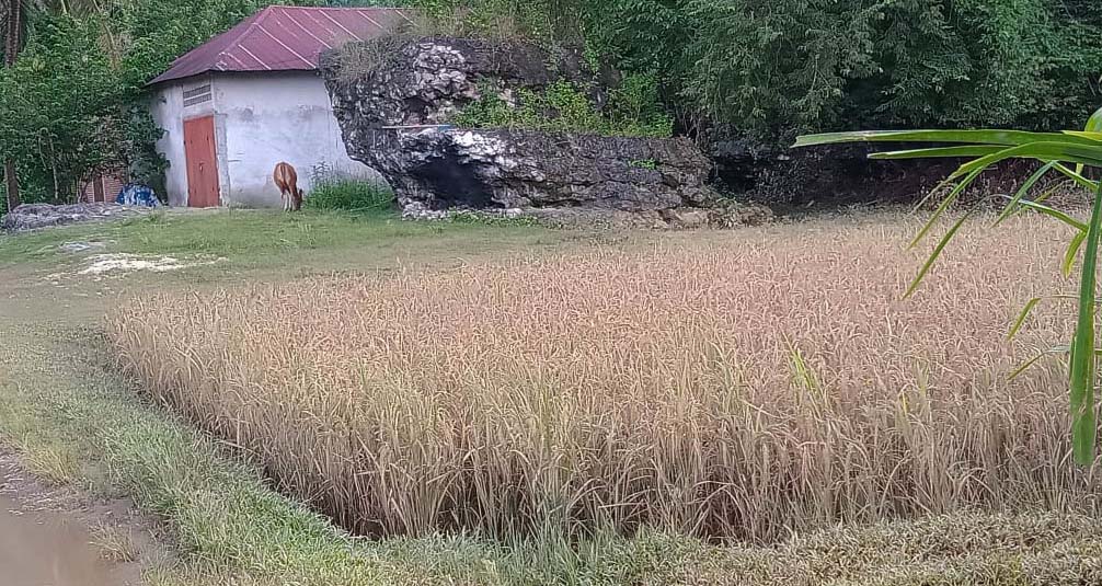Tanaman padi yang terkena banjir tak bisa berbulir alias gagal panen di Kampung Berua, Rammang-rammang. Foto: Darwis