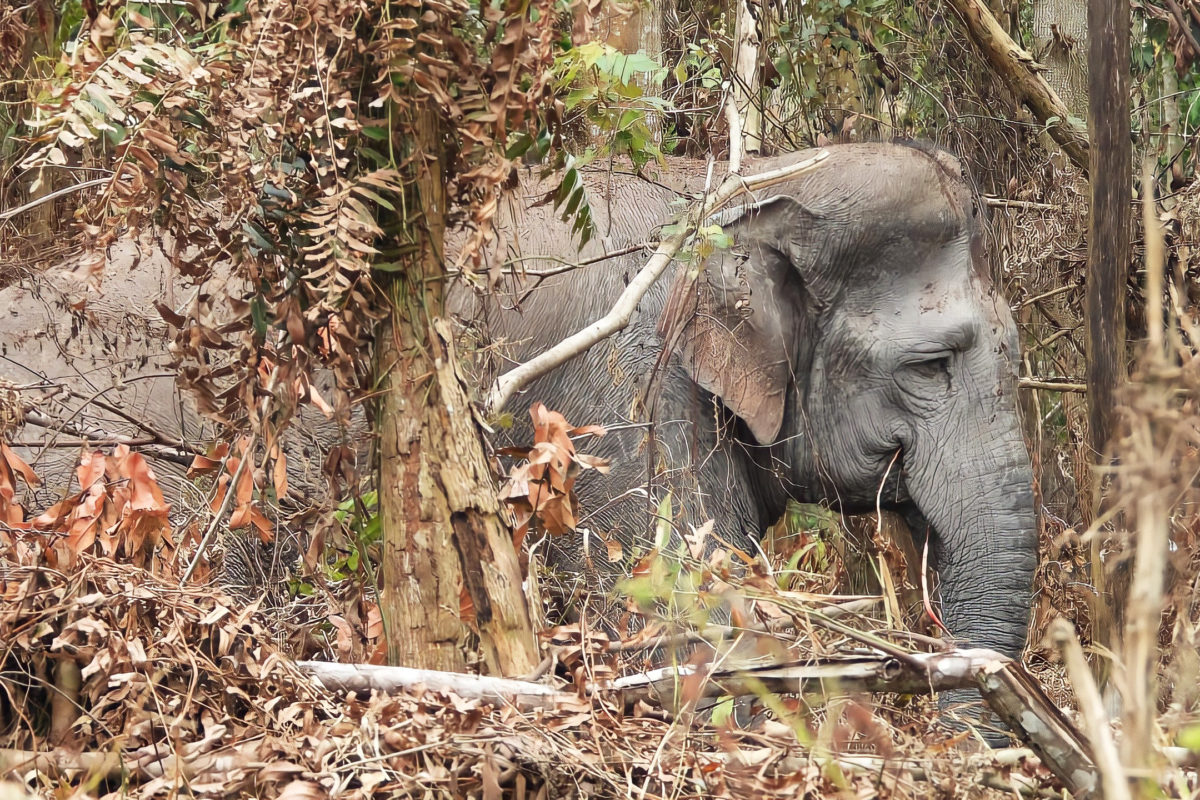 Codet, gajah jantan tak bergading asal SM Balai Raja, juga menjelajah ke SM Giam Siak. Saat di Giam Siak, Codet susah menyeberang ke Balai Raja, karena terowongan sambung terendam air. Ia pun menerobos jalan tol untuk menyeberang. Foto: SRF