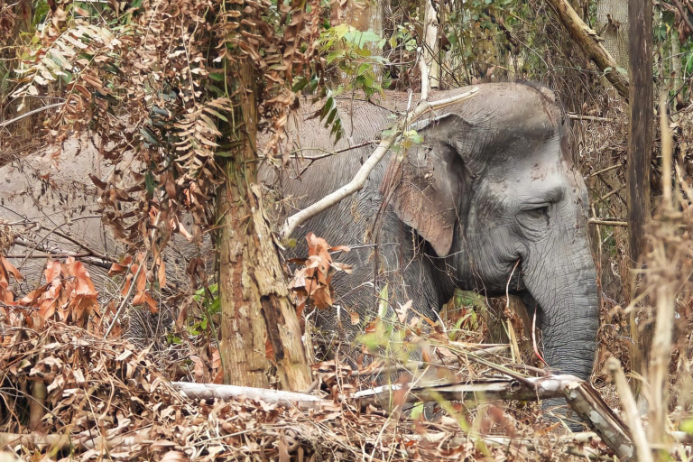Codet, gajah jantan tak bergading asal SM Balai Raja, juga menjelajah ke SM Giam Siak. Saat di Giam Siak, Codet susah menyeberang ke Balai Raja, karena terowongan sambung terendam air.