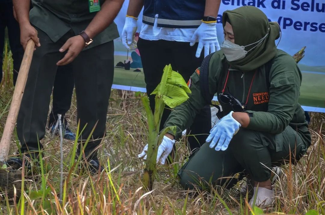 Setelah ada gajah melintas jalan tol, BBKSDA bersama pengelola jalan tol lakukan penanaman pisang, antara lain untuk pengayaan pakan. Foto: BBKSDA Riau