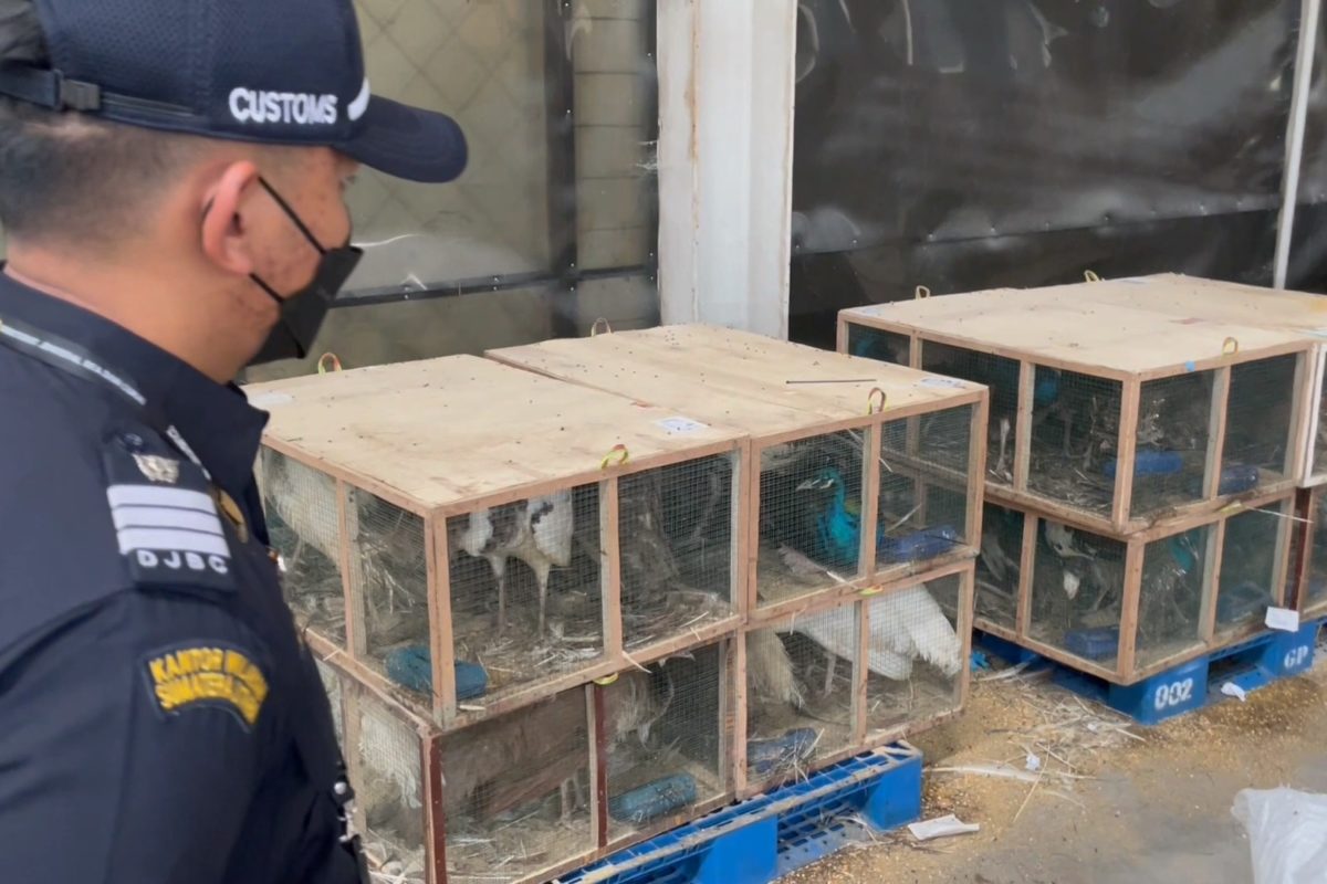 Antaa lain burung-burung yang dibawa dari Afrika Selatan ke Indonesia lewat KNIA. Burung-burung impor inipun ditolak dan dikembalikan lagi. Foto: Ayat S Karokaro/ Mongabay Indonesia 