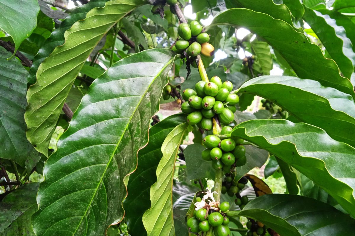 Kopi robusta di kebun percontohan mulai berbuah. Foto: Mahmud Ichi/ Mongabay Indonesia