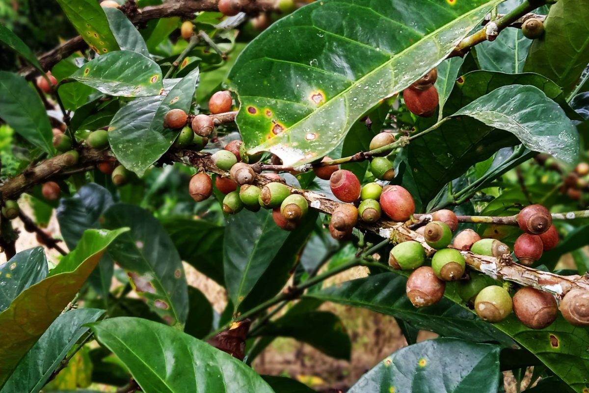 Kopi jenis liberika yang ditanam lagi dari indukan yang berusia lebih 100 tahun. Foto: Mahmud Ichi/ Mongabay Indonesia