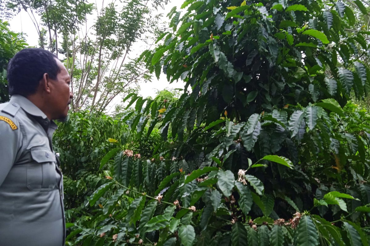 Kopi ribusta yang coba ditanam lagi di kebun percontohan. Foto: Mahmud Ichi/ Mongabay Indonesia 