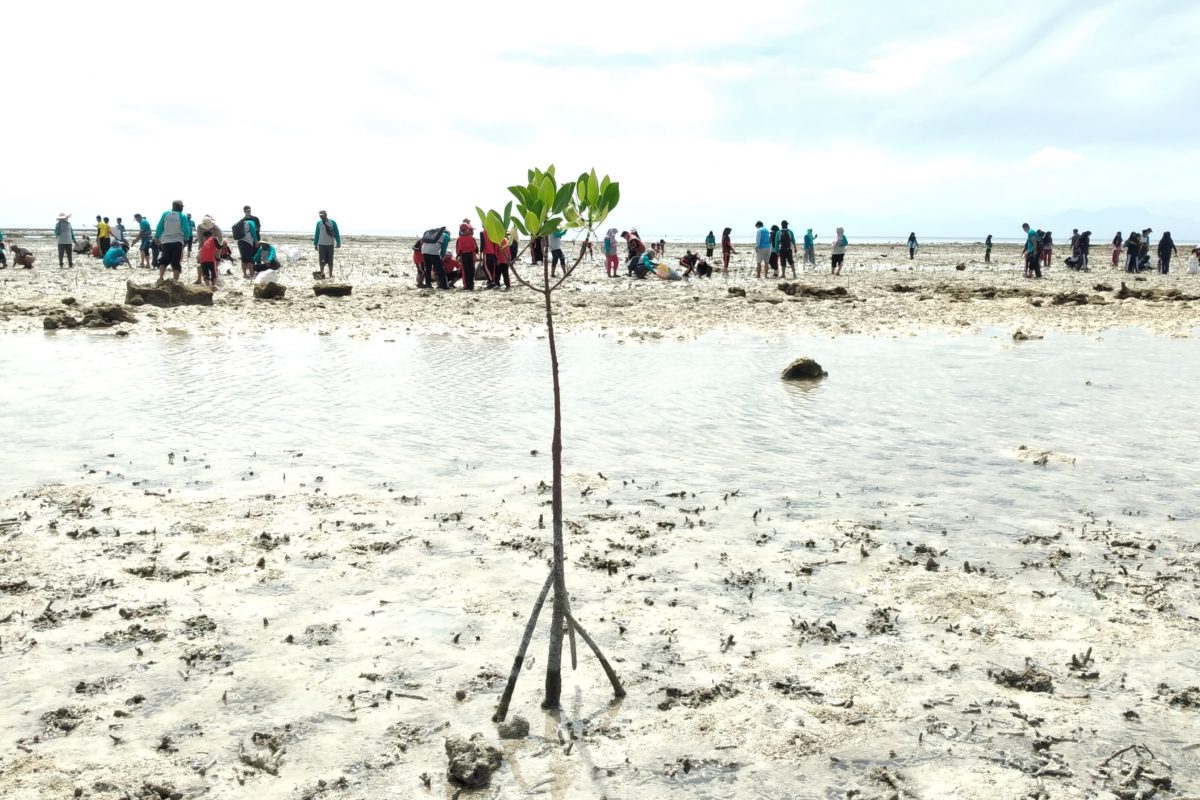 Hutan mangrove yang terkikis. Kawasan mangrove mempunya banyak fungsi, seperti, pengikat karbon, penahan substrat pantai dari abrasi, penahan angin atau gelombang, maupun penahan intrusi air laut. Merehabilitasi mangrove itu penting. Foto: Moh Tamimi/ Mongabay Indonesia
