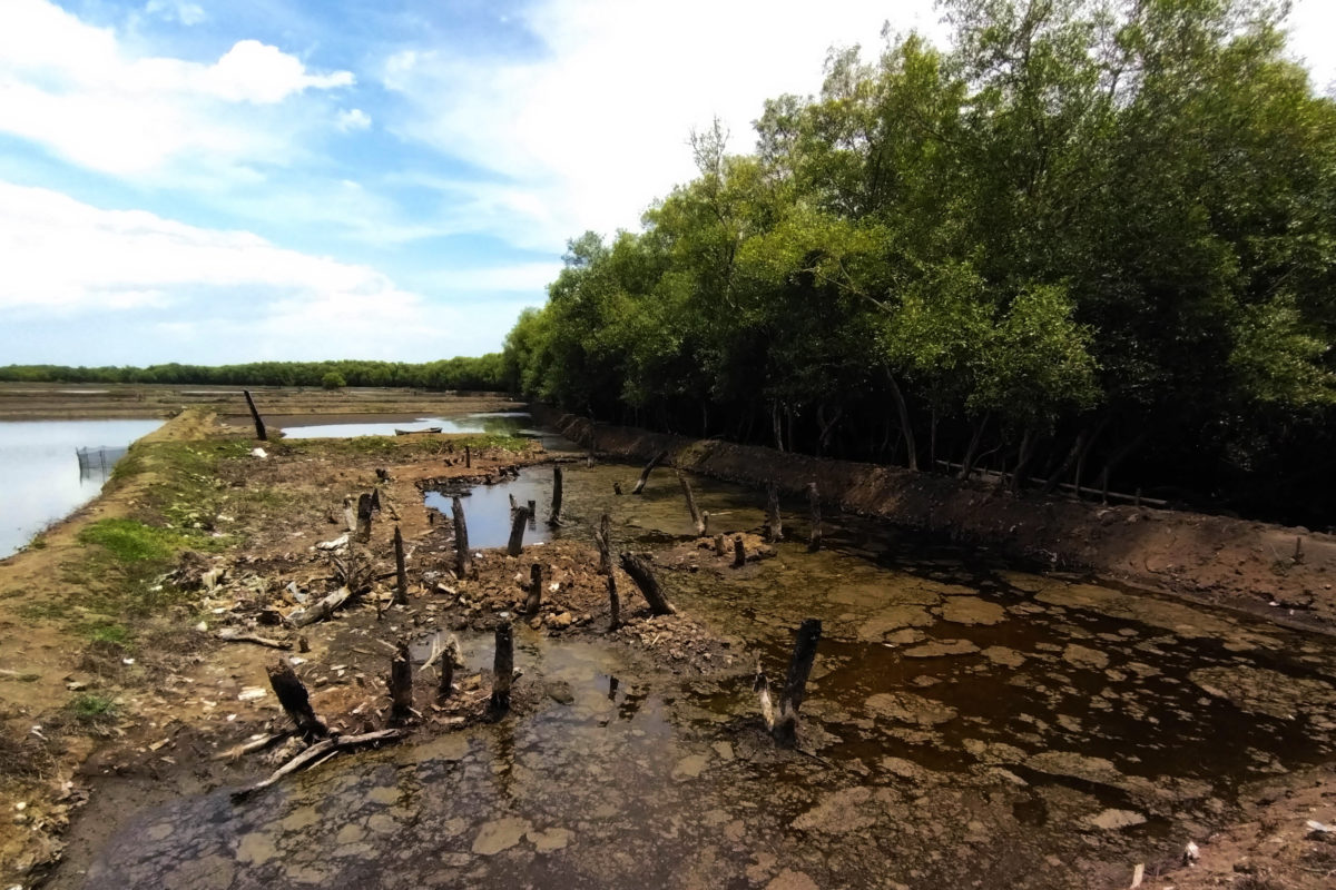 Pembukaan tambak yang menghancurkan hutan mangrove di pesisir Sangkarra, Desa Ampekale, Maros. Foto: EKo Rusdianto/ Mongabay Indonesia