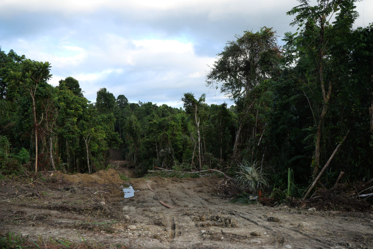 Salah satu jalan yang dibangun perusahaan sawit di Kabupaten Jayapura. Kehadiran perusahaan sawit ini mengancam ruang hidup masyarakat adat, terlebih perempuan. Foto: Asrida Elisabeth/ Mongabay Indonesia