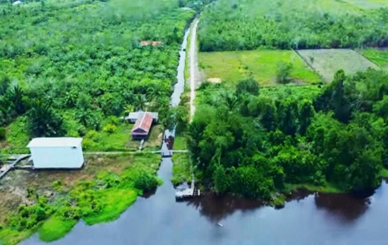 Foto dari udara bagaimana kebun sawit Wilmar di Sambas, yang langsung terhubung dengan sungai yang diduga tercemar. Foto: Ecoton