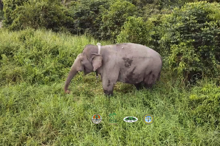 Codet, gajah dari SM balai Raja, yang lebih banyak tinggal di SM Giak Siak. Foto:Rimba Satwa Foundation (RSF)
