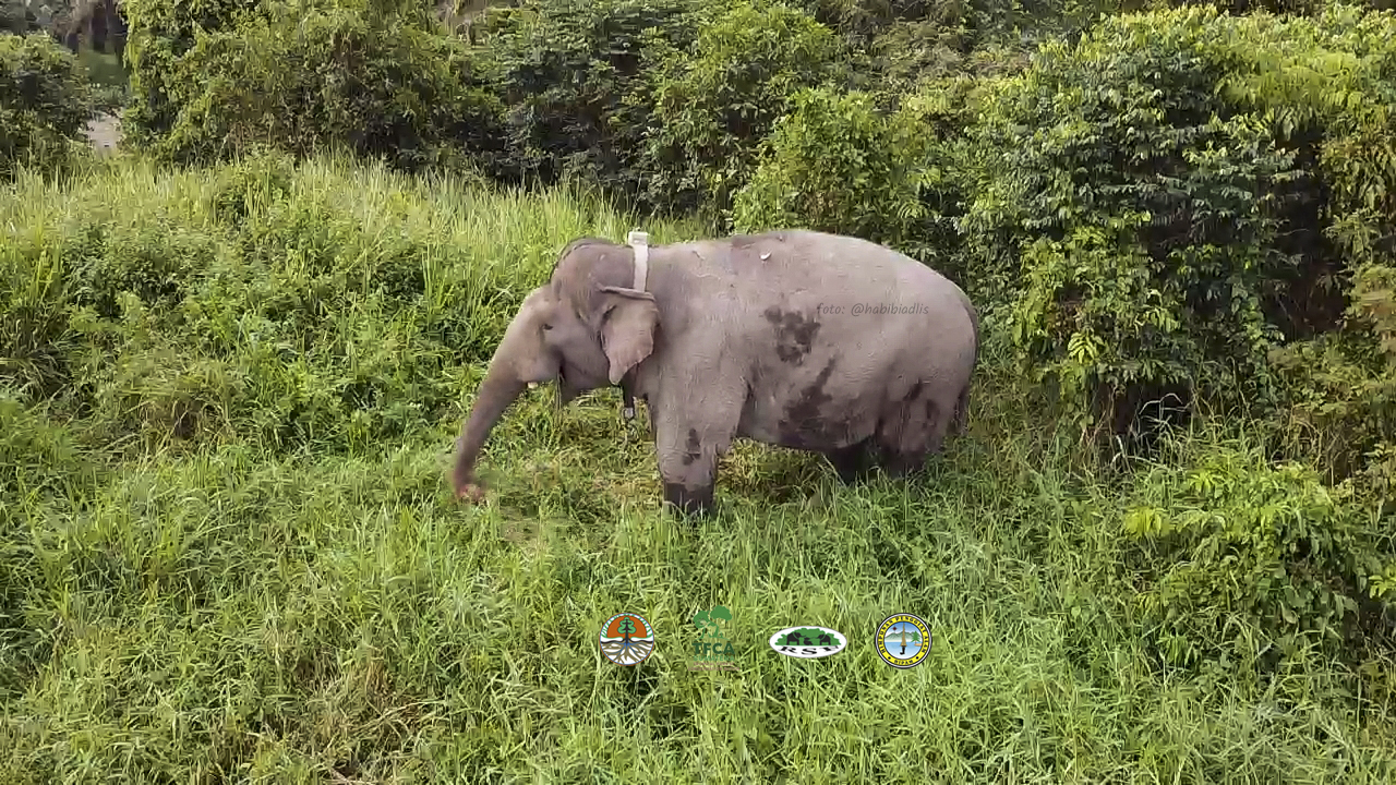 Codet, gajah dari SM balai Raja, yang lebih banyak tinggal di SM Giak Siak. Foto:Rimba Satwa Foundation (RSF) 