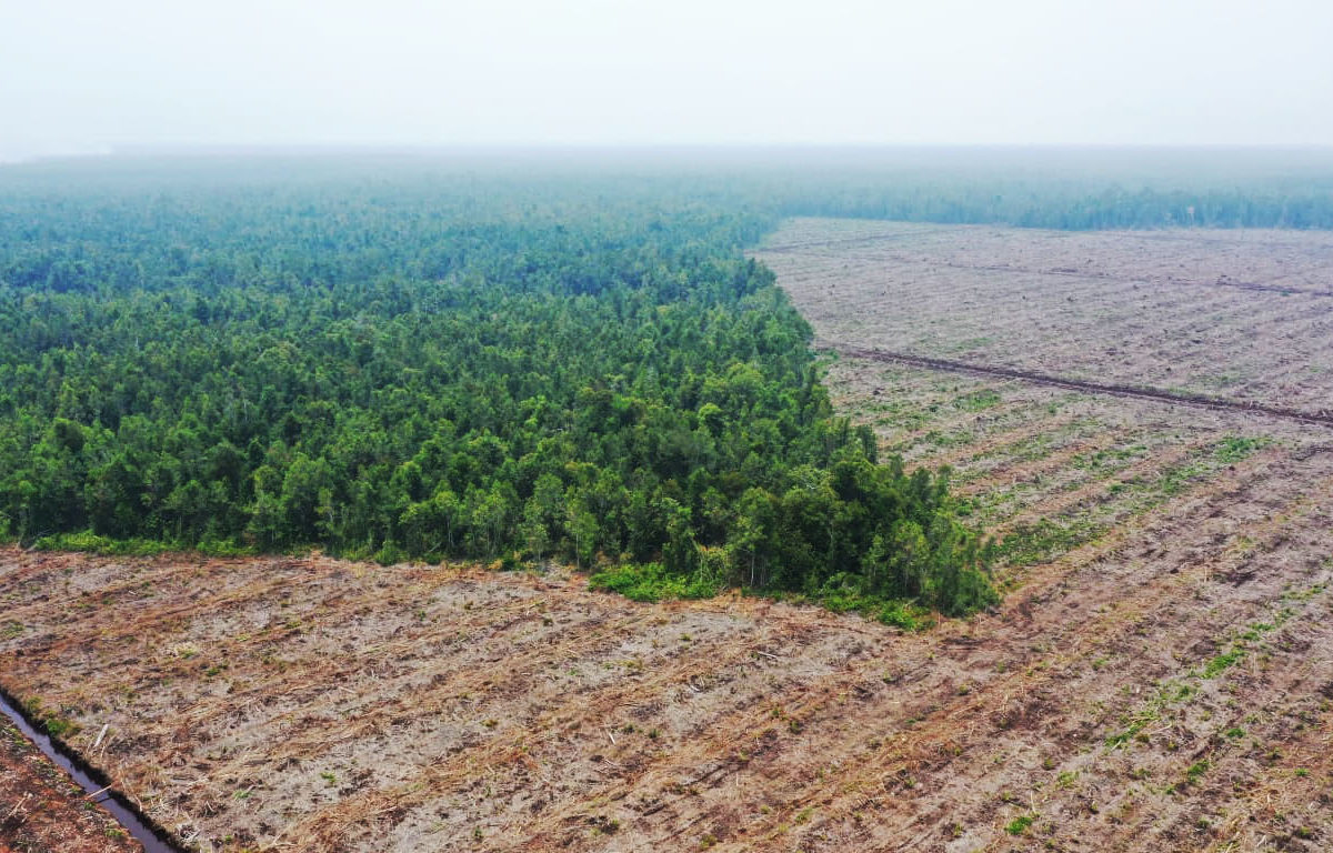 Hutan yang terbabat untuk jadi kebun sawit di Ketapang. Foto: Aseanty Pahlevi/ Mongabay Indonesia