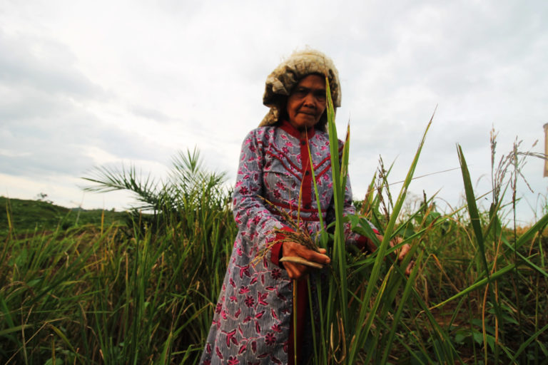pafi ladang perempuan Tebo. Mereka bertahan dan melawan kala perusahaan perkebunan kayu akan mengambil lahan pertanian ini. Foto: Elviza Diana/ Mongabay Indonesia