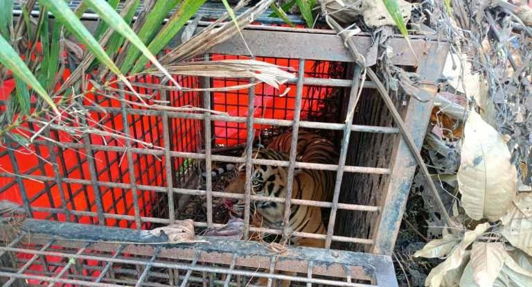 BKSDA Jambi berhasil menangkap harimau di Desa Nalo Gedang, Merangin. Foto: BKSDA Jambi
