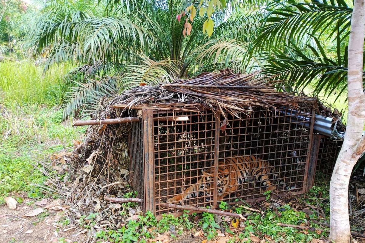 Harimau ditangkap di Desa Nalo Gedang, Merangin. Rumah dan bahan makanan harimau terus berkurang karena rumah mereka terus dihancurkan manusia. Foto: BKSDA Jambi