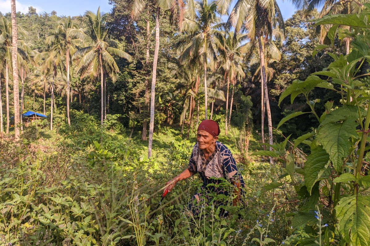 Ermi Muake, di kebun beragamnya. Foto: Sarjan Lahay/ Mongabay Indonesia