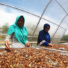 Tempat khusus pengeringan kopi. Kopi mereka tanah di kebun beragam tanpa gunakan pupuk maupun pestisida kimia. Foto: ELviza Diana/ Mongabay Indonesia