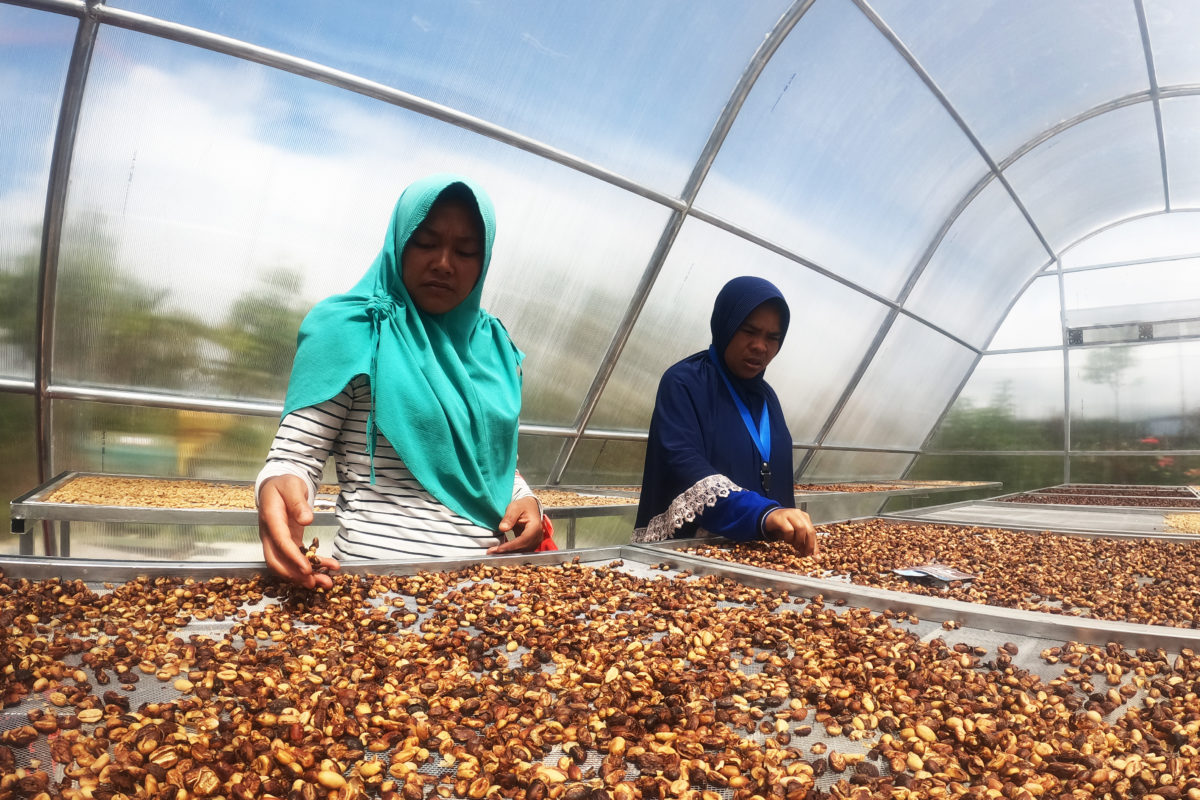 Tempat khusus pengeringan kopi. Kopi mereka tanah di kebun beragam tanpa gunakan pupuk maupun pestisida kimia. Foto: ELviza Diana/ Mongabay Indonesia