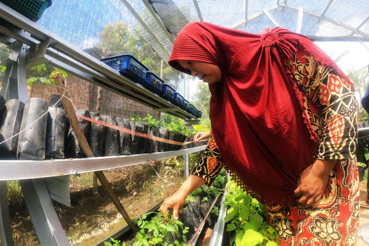 Petani perempuan di Jangkat, berkelompok mempraktikkan berkebun ramah lingkungan. Foto: Elviza Diana/ Mongabay Indonesia