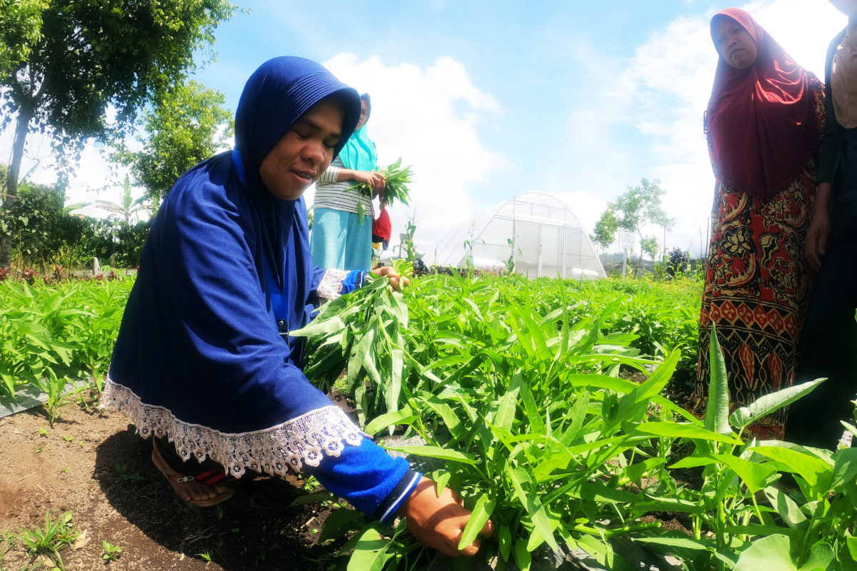 Sayur mayur hasil kebun petani perempuan di Jangkat, Jambi. Mereka bercocok tanam tak gunakan bahan-bahan kimia. Foto: Elviza Diana/ Mongabay Indonesia