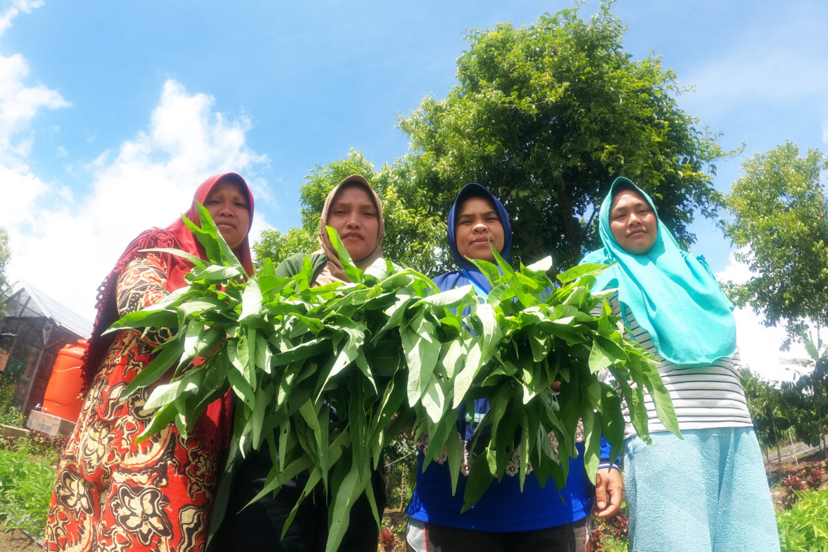 Para petani perempuan di Jangkat, menanam sayur mayur gunakan pupuk dan pestisida alami. Mereka rasakan hasil lebih besar. Foto: Elviza Diana/ Mongabay Indonesia