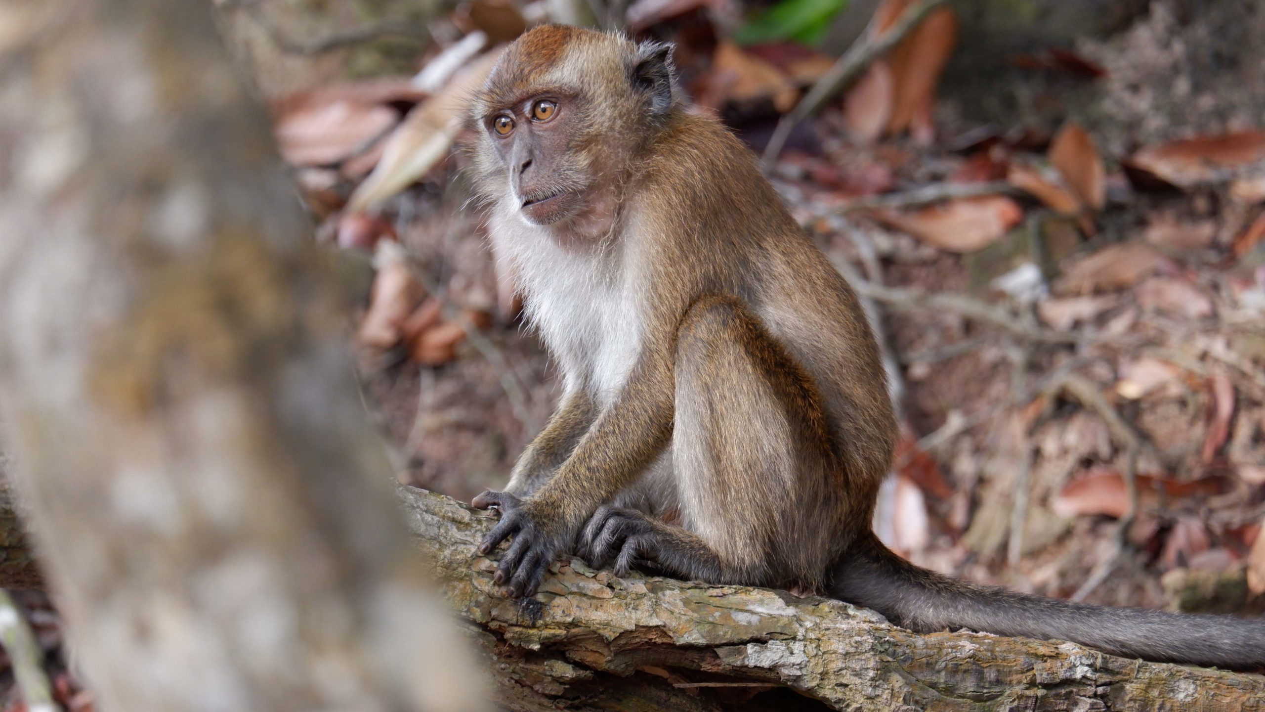 Monyet ekor panjang di Batam. Konflik manusia dan monyet ekor panjang di Batam, makin mengkhawatirkan. Foto: Yogi ES/ Mongabay Indonesia