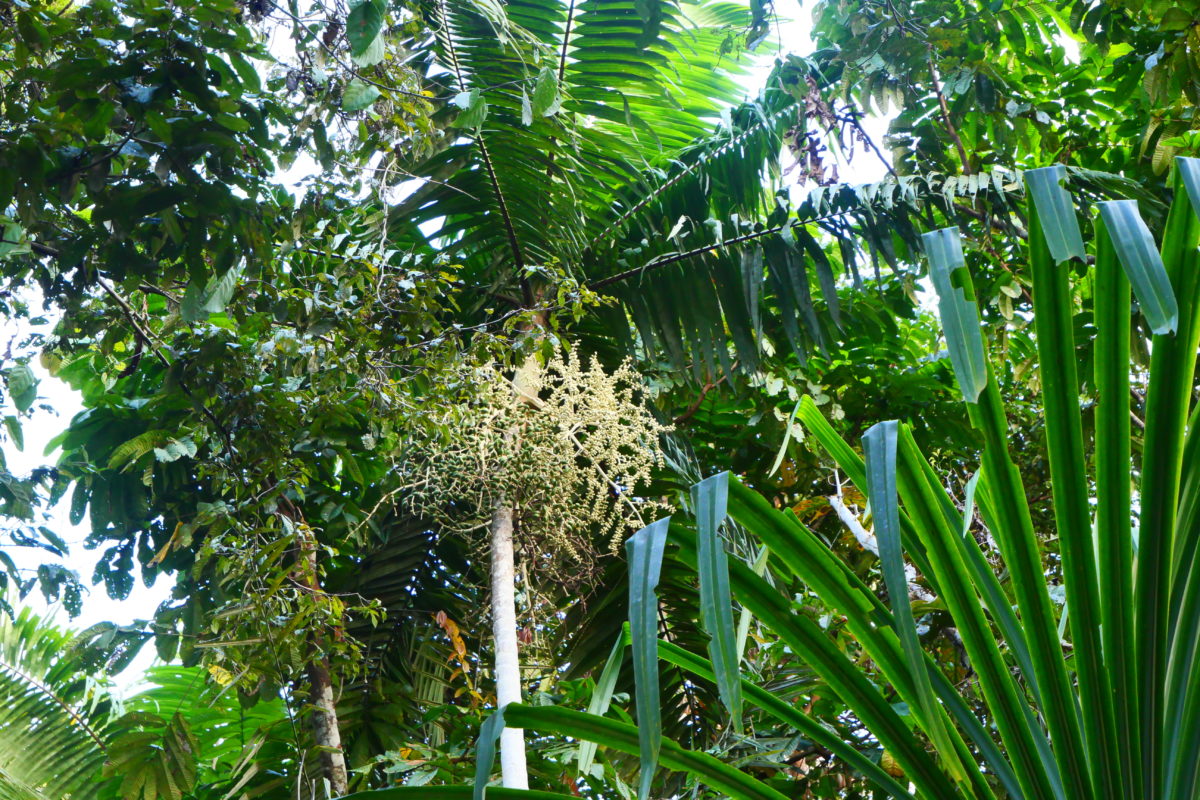 Nibun yang tumbuh di Ktu Mai. Foto: Asrida Elisabeth/ Mongabay Indonesia