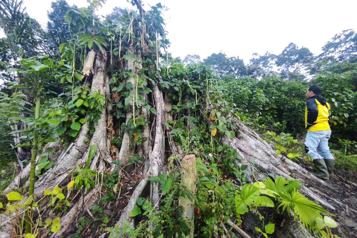 Pohon raksasa ini ditebang pembalak liar. Foto: Sarjan Lahay/ Mongabay Indonesia