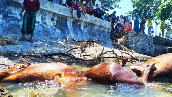Belasan sapi mati dan mengambang di perairan Sampang. Apa penyebabnya? Foto: dokumen warga
