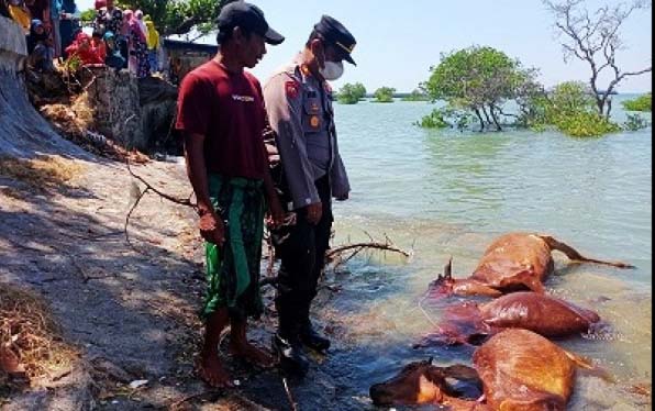 Belasan sapi mati dan terapung di perairan Sampang. Belum tahu apa penyebabnya, tetapi belum lama ini di Sampang, ditemukan kasus virus BEF menyerang sapi. Apakah karena penyakit ini? Foto : dokumen warga