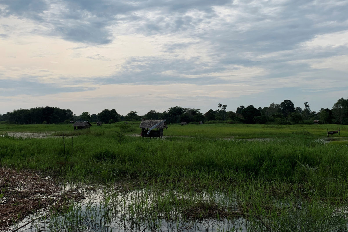 Sawah warga di Desa Sogo. Sebagian sawah tak terkelola karena kerap kebanjiran. Foto: Yitno Suprapto/ Mongabay Indonesia