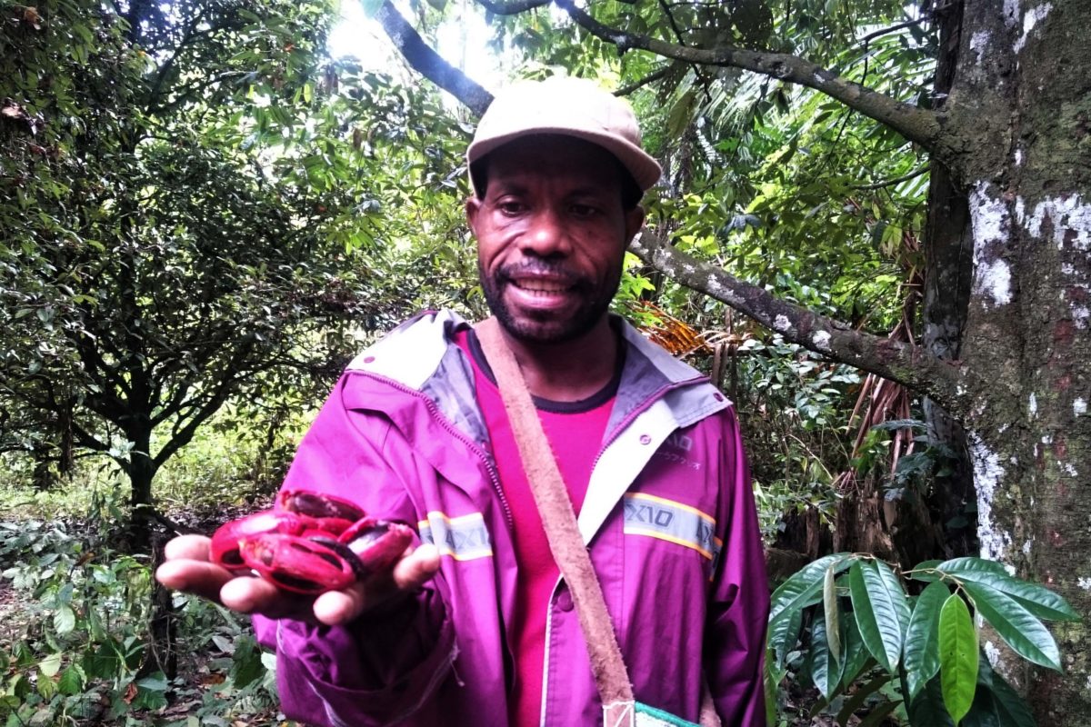 Warga di Kaimana memperlihatkan buah pala yang masih terbungkus fuli. Pohon pala warga ada di hutan, yang sebagian besar tumbuh secara alami. Foto: Nuswantoro/ Mongabay Indonesia