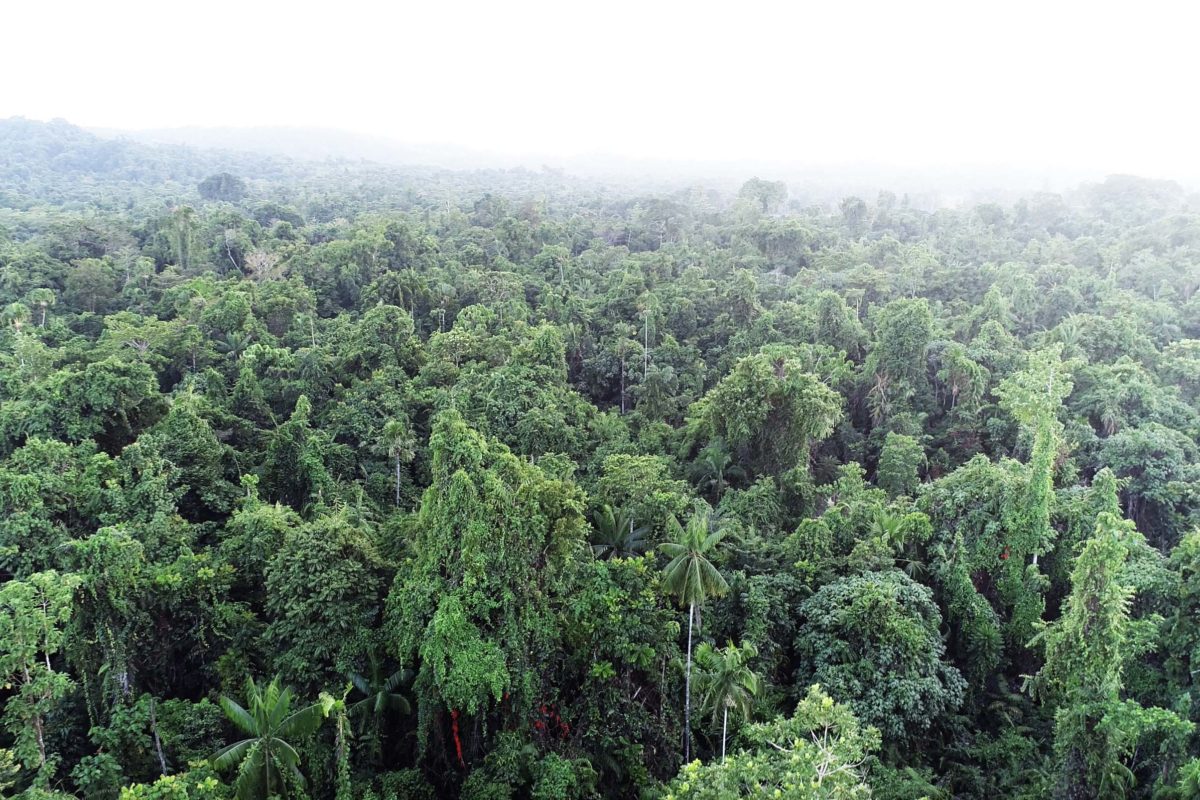 Tutupan Hutan di Ktu Mai, hutan ulayat Marga Tecuari. Foto: Asrida Elisabeth/ Mongabay Indonesia