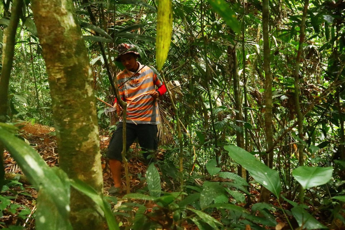 Hutan Sumbar yang masih terjaga. Foto: Jaka HV/ Mongabay Indonesia