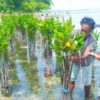 Kelompok Rehabilitasi Mangrove masyarakat Yensawai Barat sedang mengukur pertumbuhan Mangrove. (Credit: ICCTF/PKSPL IPB)
