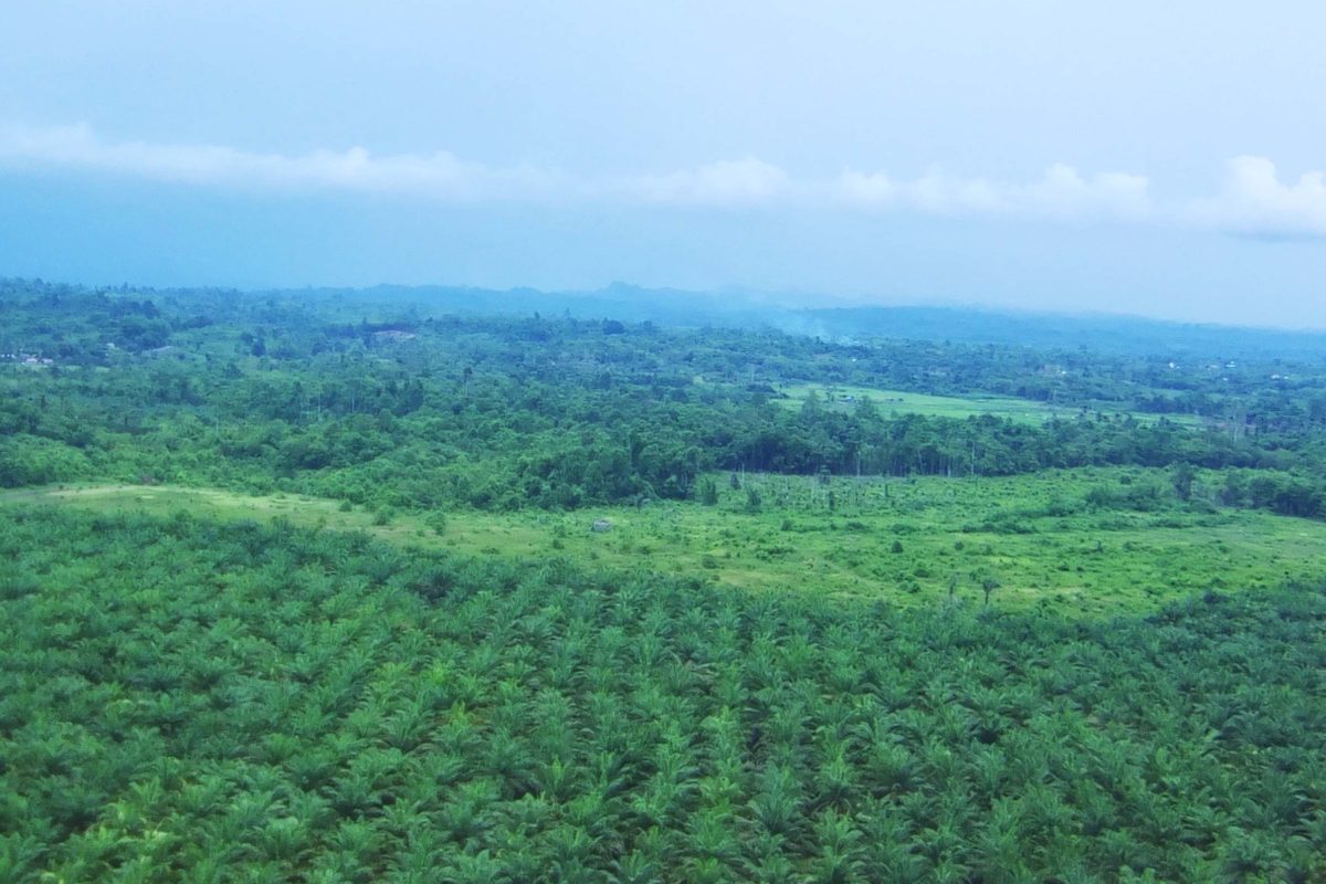 'HUtan' sawit di SM Bakiriang. Kawasan konservasi yang seharusnya berisi bermacam kekayaan flora ini malah jadi tanaman monokultur, sawit....Foto: Sarjan Lahay/ Mongabay Indonesia