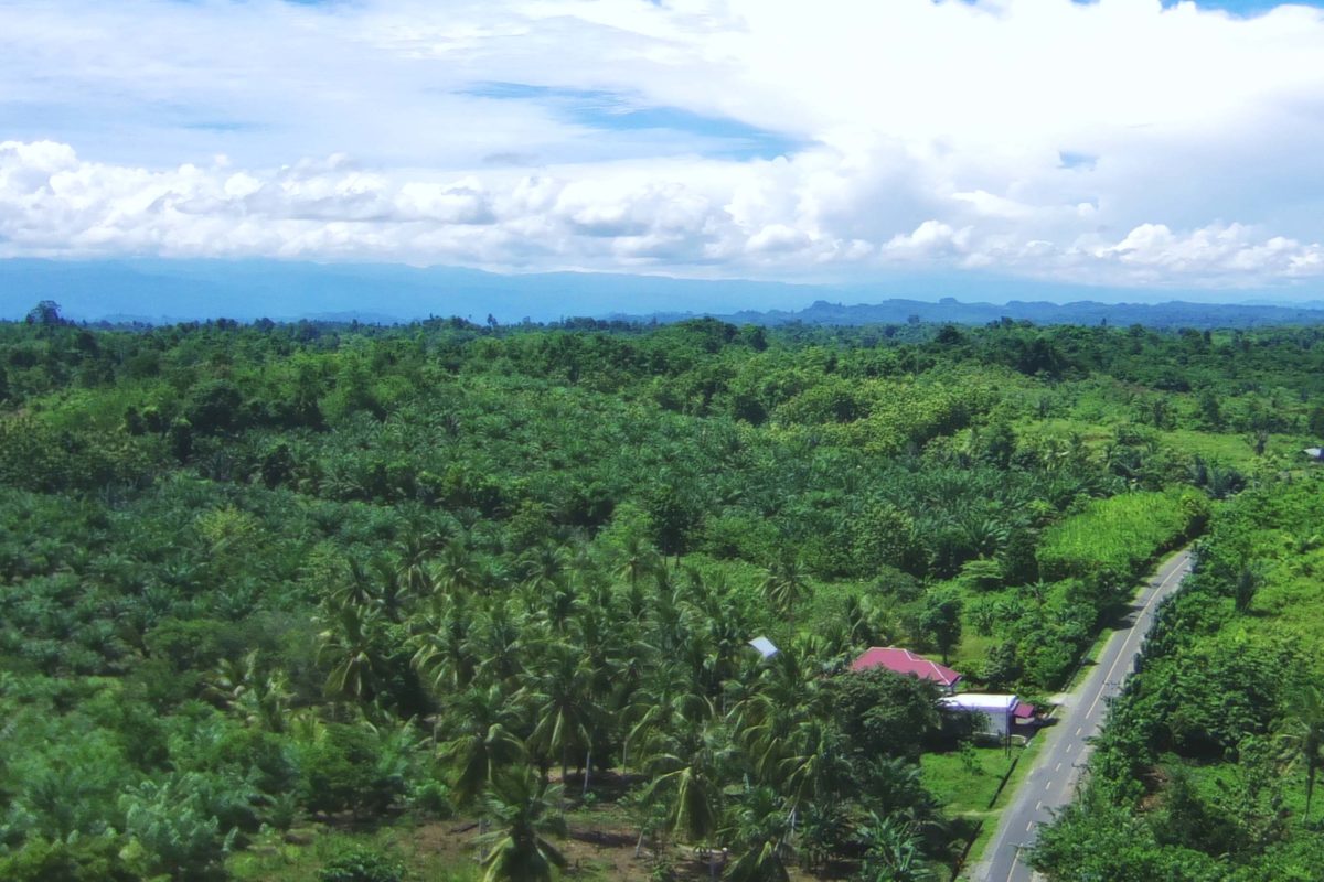 SM Bakiriang, dengan kebun sawit di sana sini. Foto drone: Sarjan Lahay/ Mongabay Indonesia