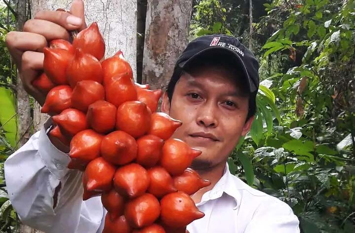 Buah silulung, salah satu buah khas Kalimantan dari Hutan Marajai. Foto: Mohammad Hanif Wicaksono