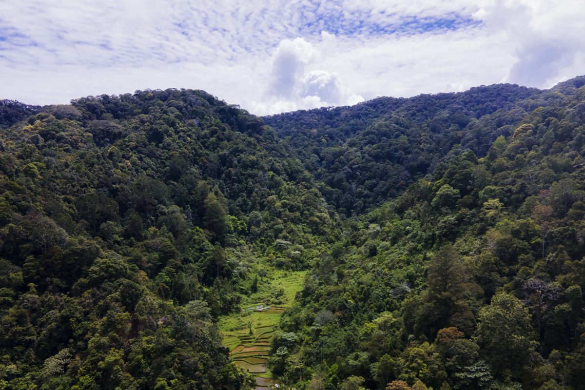 Cagar Alam Palupuh, rumah beragam flora fauna, termasuk farlesia arnoldii. Foto: Jaka HB/ Mongabay Indonesia
