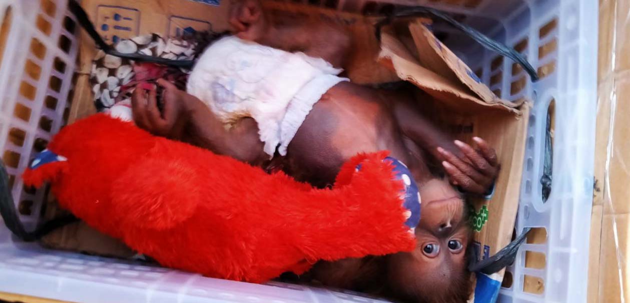 Menyedihkan, bayi orangutan ini harus terpisahkan dari ibunya dan jatuh ke tangan para pelaku perdagangan ilegal. Foto: Ayat S Karokaro/ Mongabay Indonesia