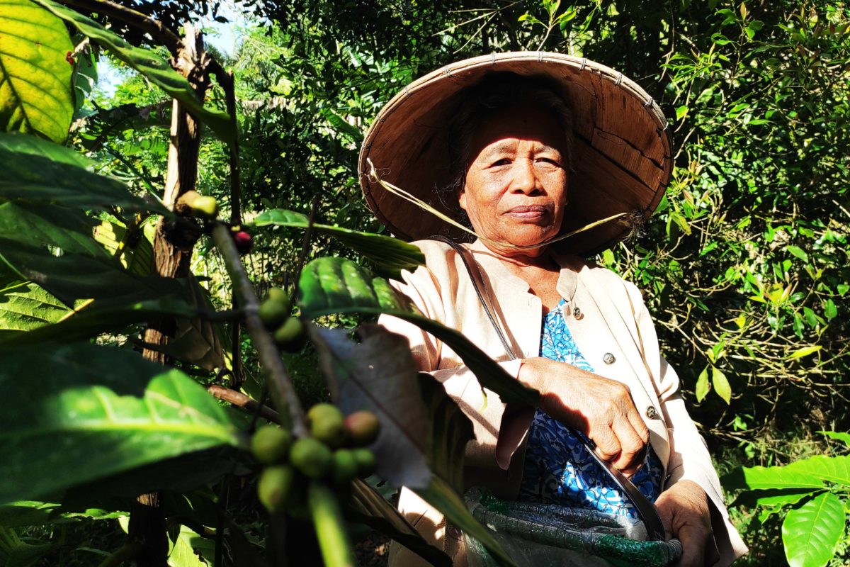 Oma Jau, petani kopi dari Gorontalo. Foto: Sarjan Lahay/ Mongabay Indonesia