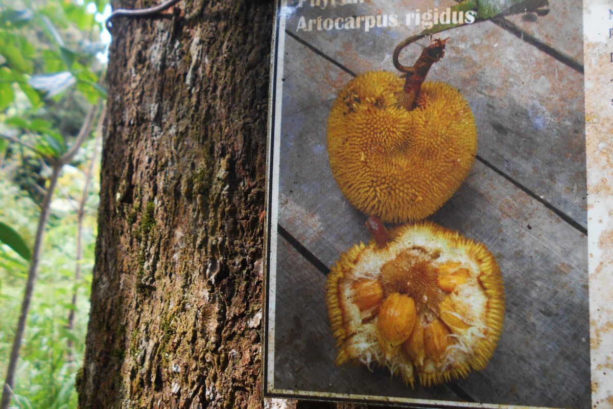 Buah khas Kalimantan di kebun M Hanif. Foto: M rahim Arza/ Mongabay Indonesia