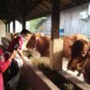 Petugas Dinas Peternakan Bangkan, melihat sapi terduga PMK yang sudah dikarantina. Foto: Dinas Peternakan Bangkalan