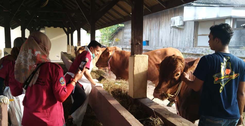 Petugas Dinas Peternakan Bangkan, melihat sapi terduga PMK yang sudah dikarantina. Foto: Dinas Peternakan Bangkalan