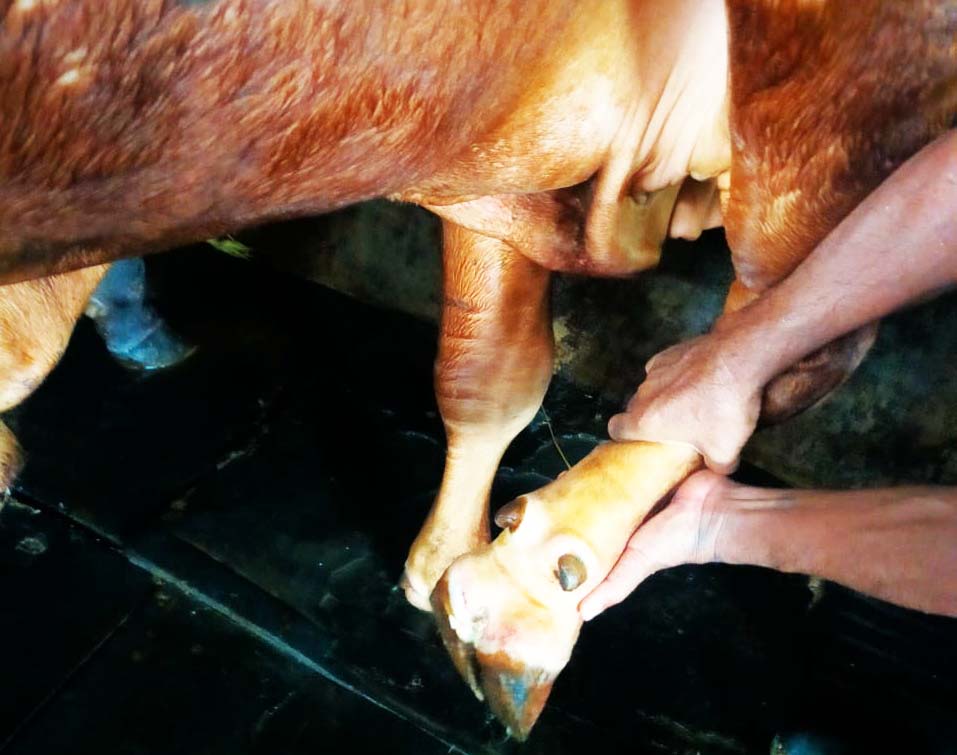 Kaki sekitar kuku terlupa, salah satu indikasi sapi terkena PMK. Foto: EKo Widianto/ Mongabay Indonesia