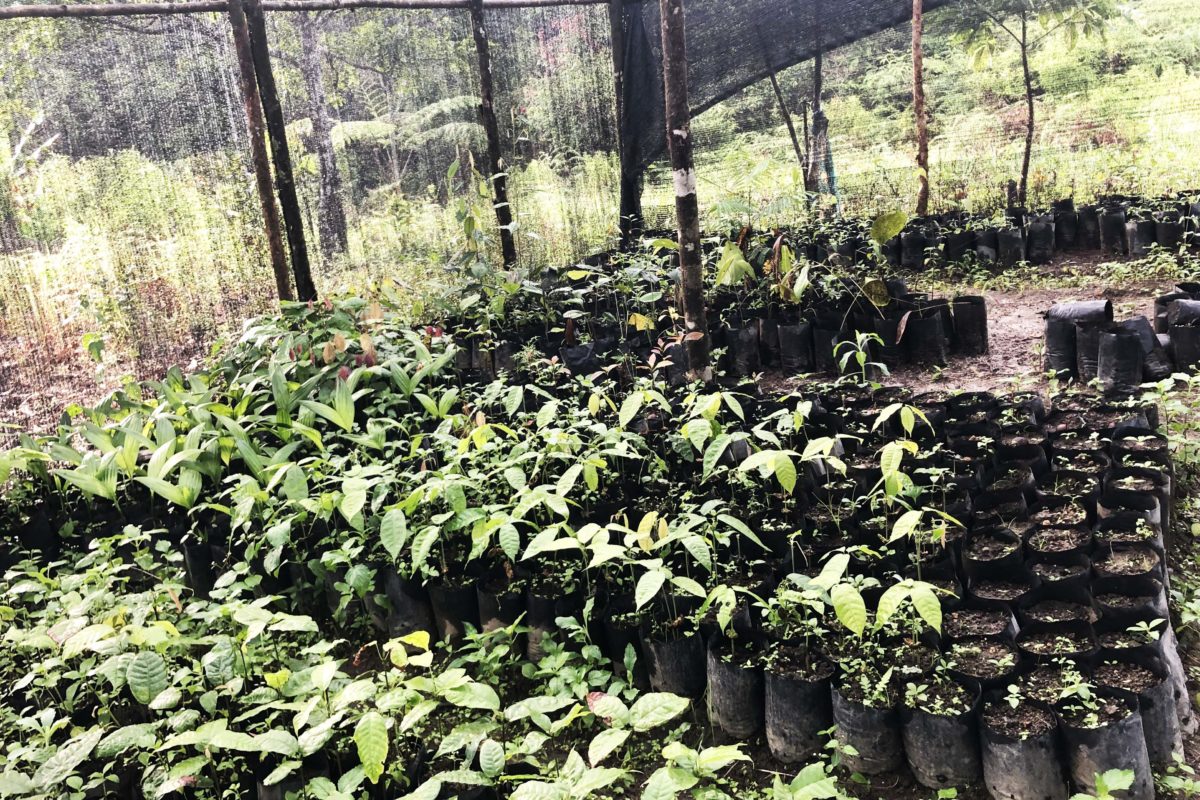 Bermacam bibit termasuk kemenyan ada di rumah bibit Rajes Sitanggang. Foto: Baritanews Lumbanbatu/ Mongabay Indonesia