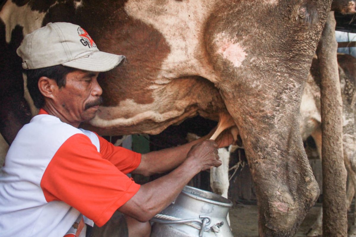 Penyakit mulut dan kuku menyarang sapi-sapi di Jawa Timur. Pemerontah Jawa Timur berupaya untuk membatasi penyebaran virus yang sudah menyerang ribuan sapi di beberapa kecamatan di provinsi ini. Foto: A. Asnawi/ Mongabay Indonesia