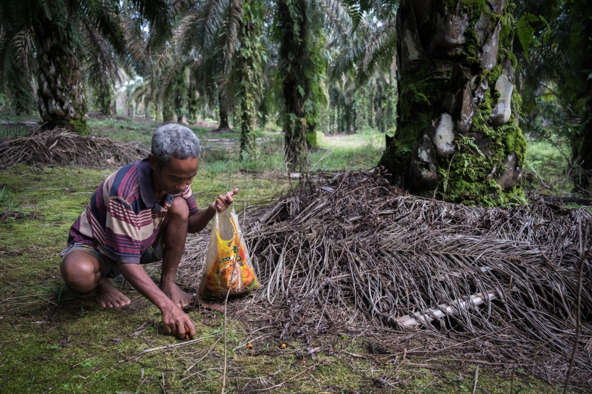 Cilin, warga Suku Anak Dalam Tebing Tinggi, mengumpulkan brondolan untuk dijual. Foto: Nopri Ismi/ Mongabay Indonesia
